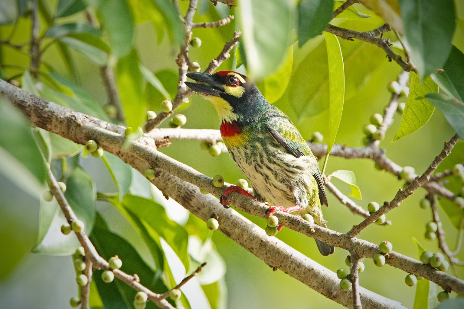 Coppersmith+Barbet