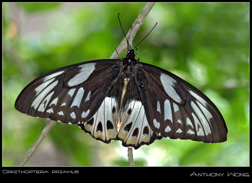 Ornithoptera_priamus_260908_by_inckurei.jpg