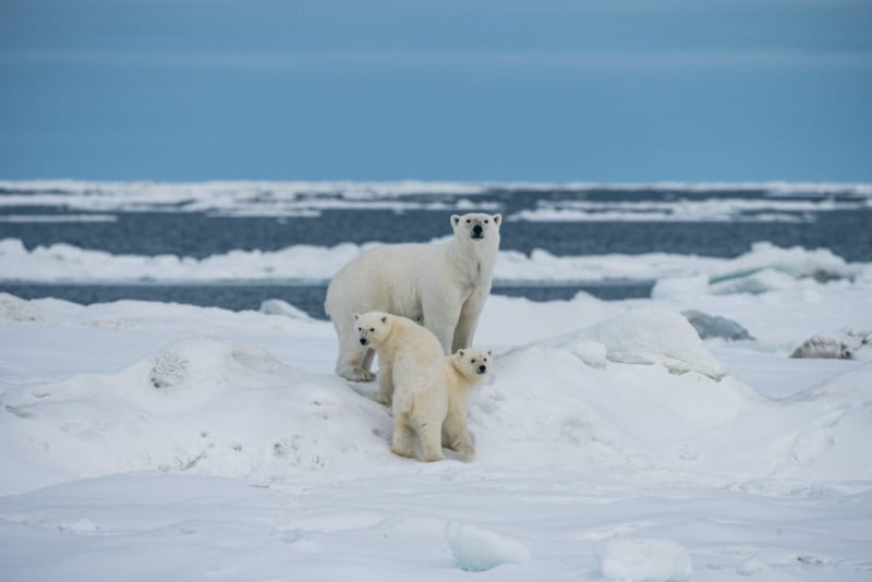 PolarBears-800x534.jpg