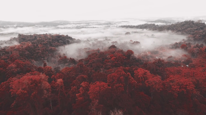 The Incredible True Story of How and Why Kodak Aerochrome Was Created