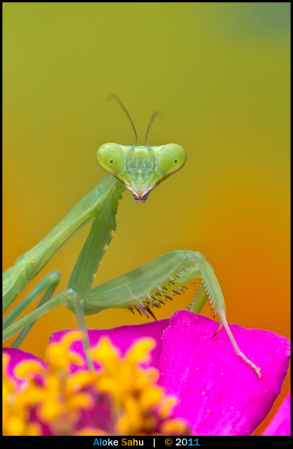 dare_to_stare_by_alokethebloke-d498p75.jpg