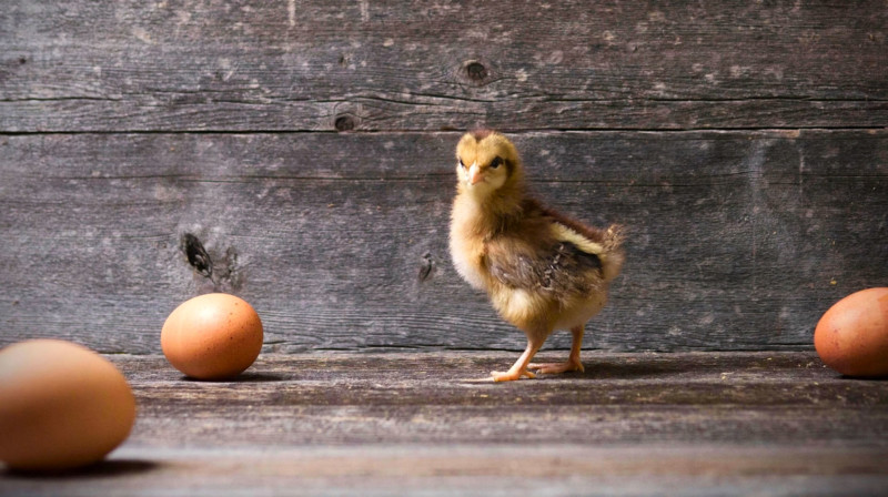 chick-800x448.jpg