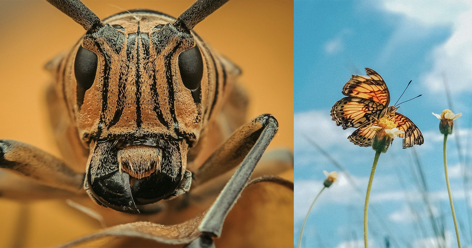 Insect macro photography