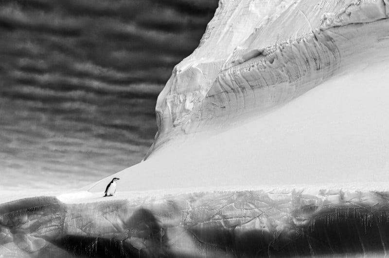 web-BLACKANDWHITE-Gold-RenatoGranieri-800x532.jpg