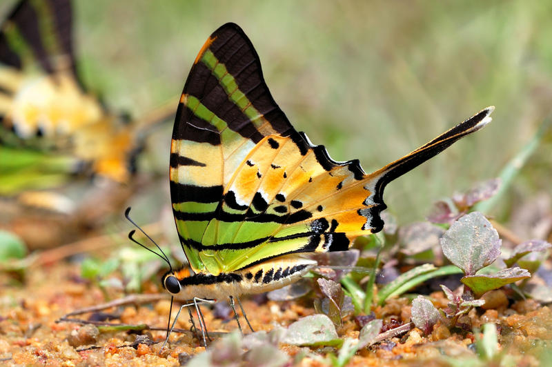 Five_Bar_Swordtail_010510_by_Liyana_Zolpakar.jpg