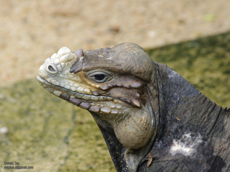 lizard.jpg