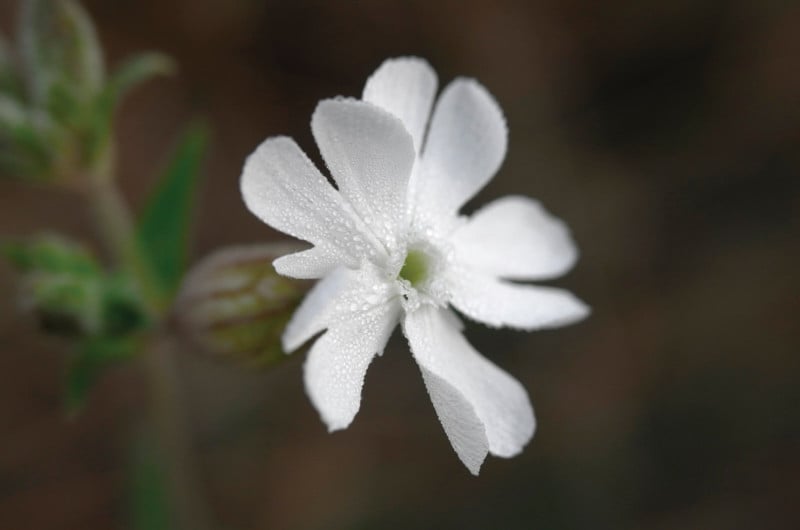 Morgentau1_AP-800x530.jpg