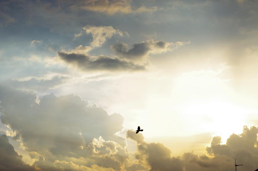 bird1.JPG
