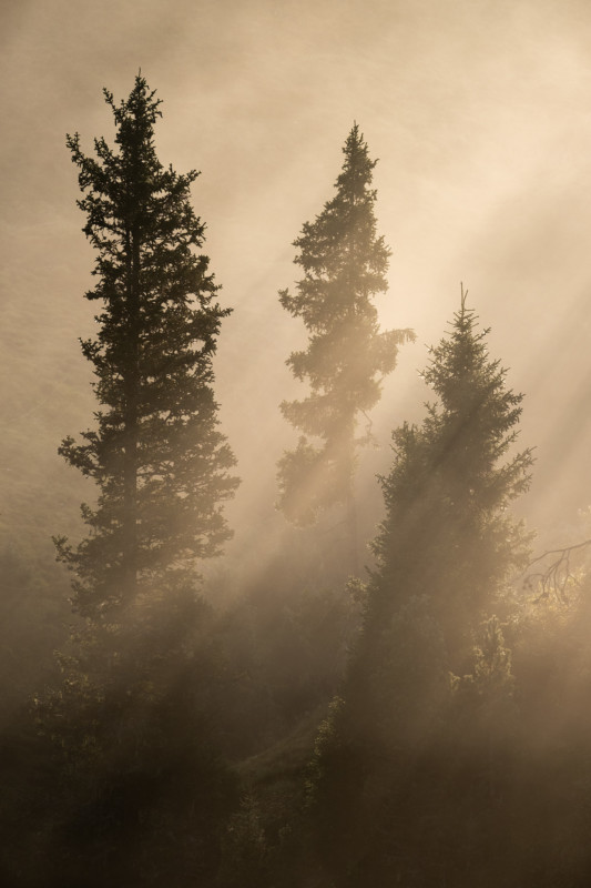 04-livieri_trees_blackswhites-533x800.jpg