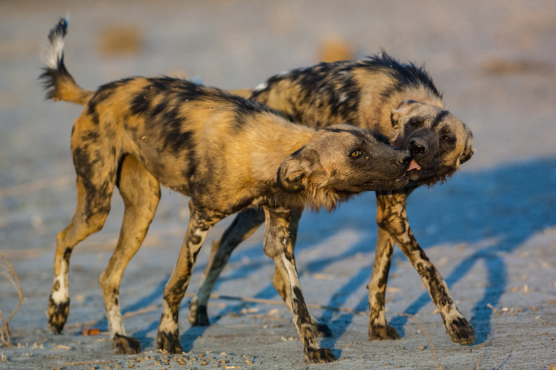 Pete-Oxford_J61_Wild_dogs-800x532.jpg
