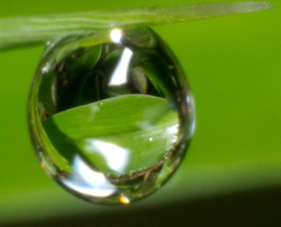 IMGP1994_crop_100.JPG