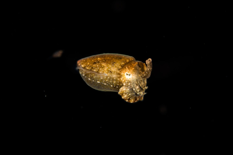 F8409763-800x533.jpg