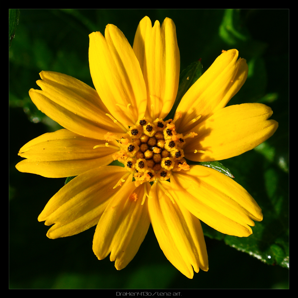 Sunside_Flower_by_Draken413o.jpg