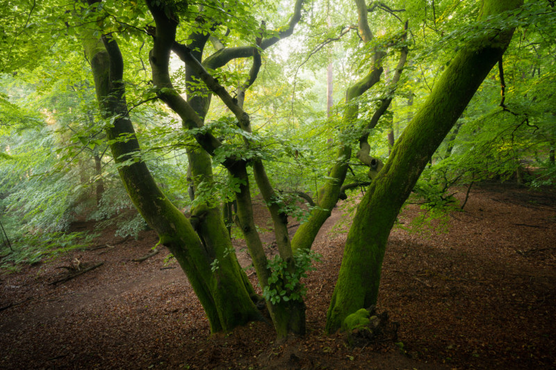 Forest-1-800x533.jpg