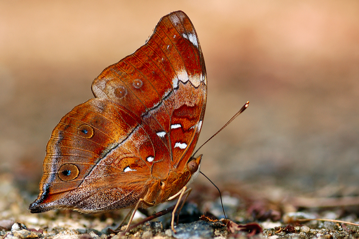 Autumn_Leaf_220209_by_inckurei.jpg