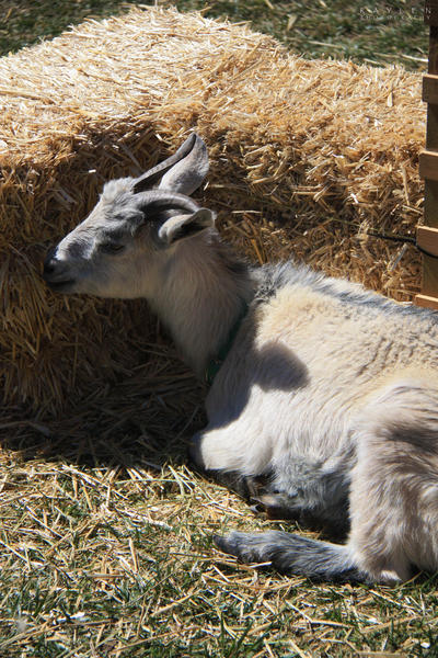 Mr__Goat_by_RealmicSorcerer.jpg