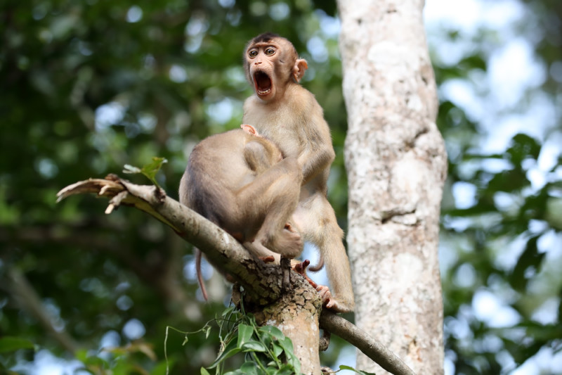 Megan-Lorenz_Monkey-Business_00000399-800x533.jpg