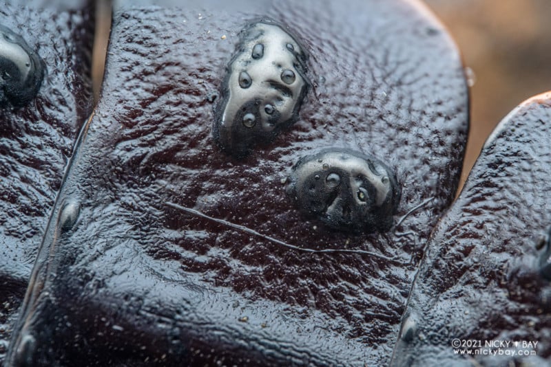A macro photo of a trilobite beetle