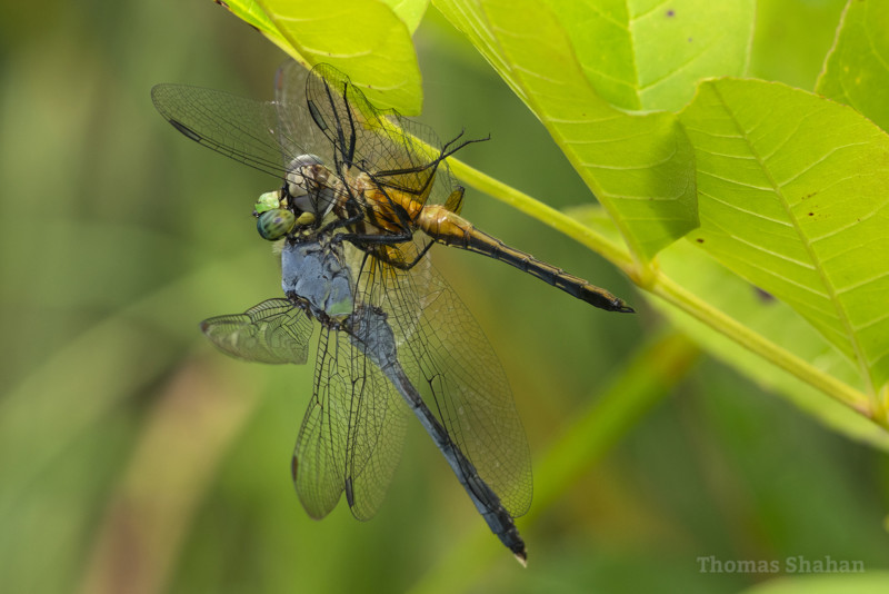 Thomas-Shahan_100mm_ph14-800x534.jpg