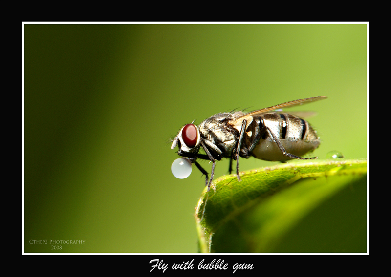 2599645495_0ea0f6c1f6_o.jpg