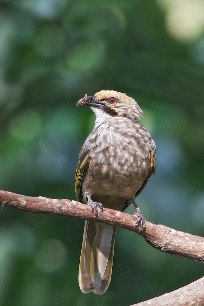 Strawheaded+Bulbul