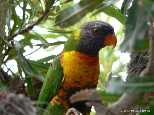 parrot_13331.jpg