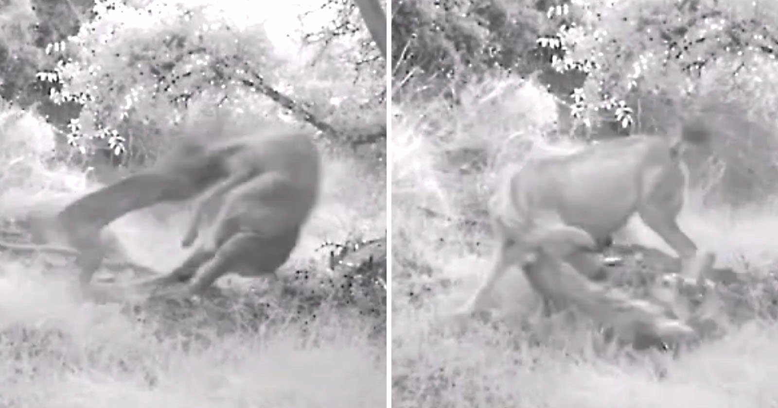 Bobcat and deer in trail camera altercation