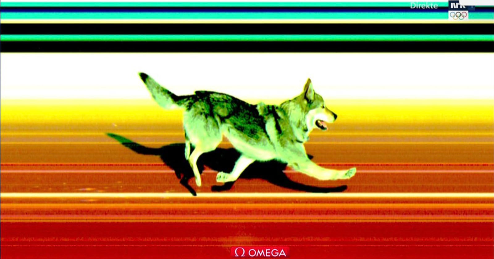 A motion-blurred image of a wolf running across colorful horizontal lines, resembling a finish line photo from a race, with the Omega logo at the bottom.