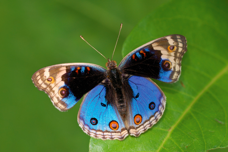 Blue_Pansy_260509_by_inckurei.jpg