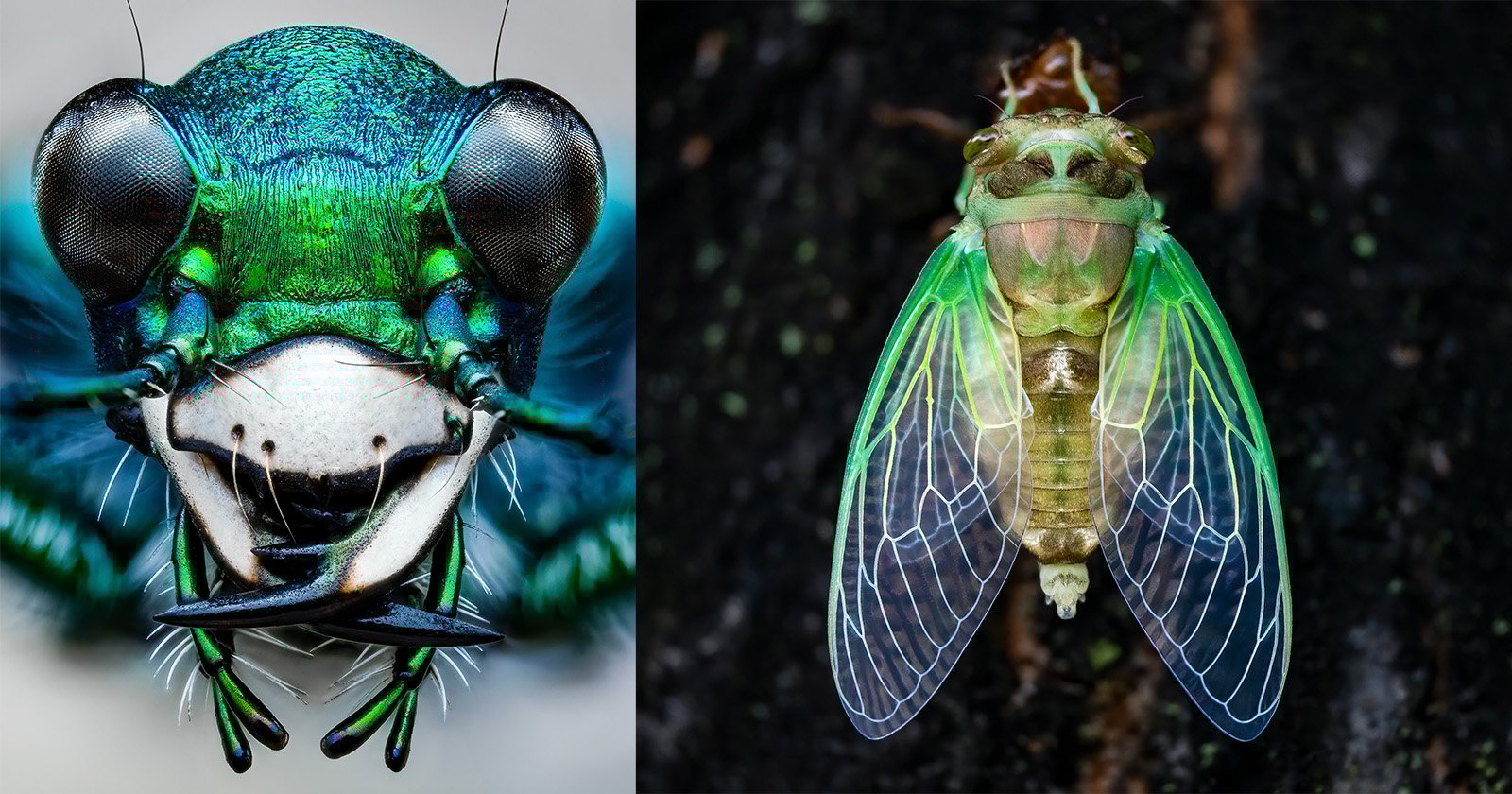 Close-up macro photography of two insects. The left image shows the detailed head of a vibrant green beetle with prominent eyes and mandibles. The right image captures a cicada, displaying its translucent green wings and intricate body markings against a dark background.