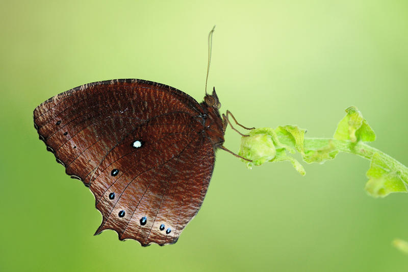 tawny_palmfly_130211_by_inckurei-d39gbgo.jpg