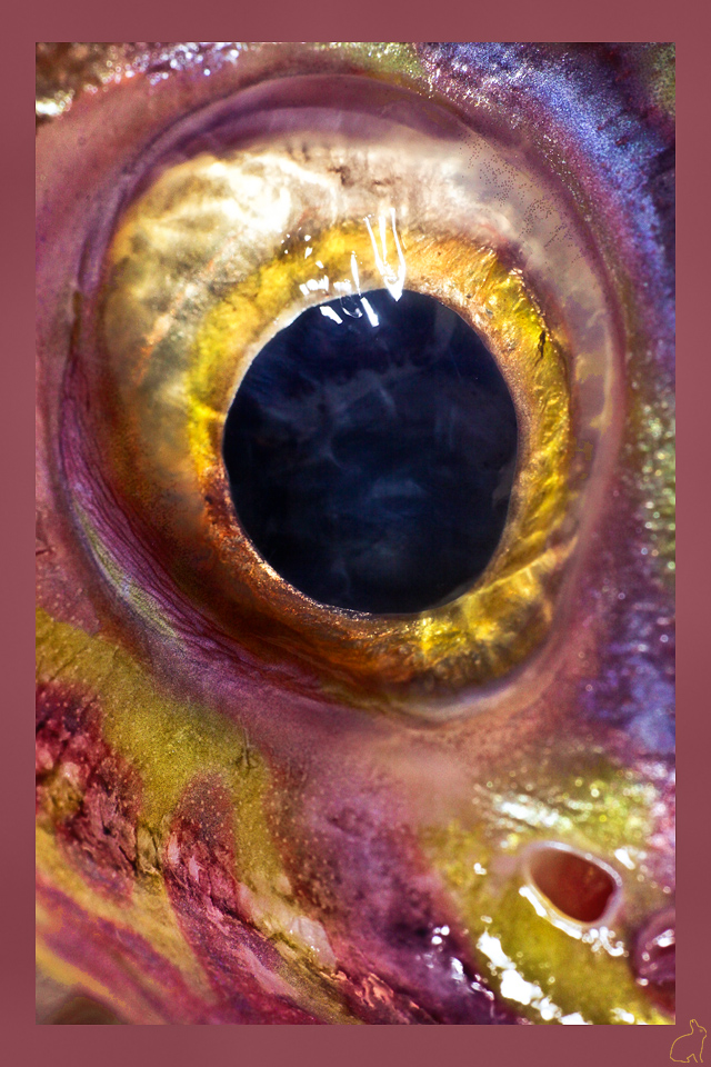 Eyemabstract_by_Draken413o.jpg