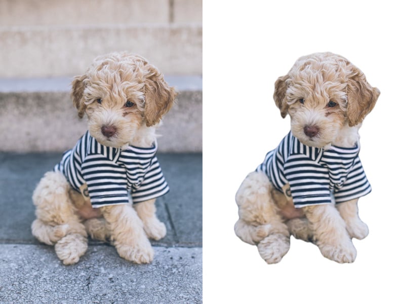 Copy-of-Pup-Before_After-copy-800x600.jpg
