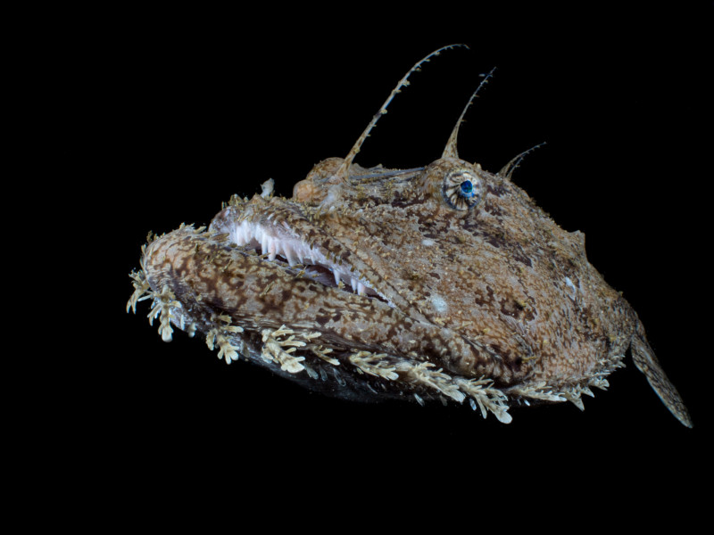 1st-Portrait_galice_hoarau_anglerfish-800x600.jpg