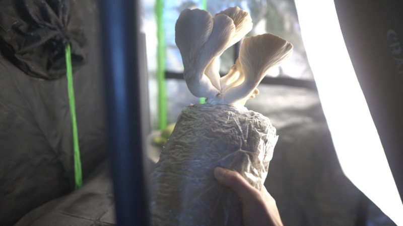 Jens Braun's mushroom macro timelapse setup