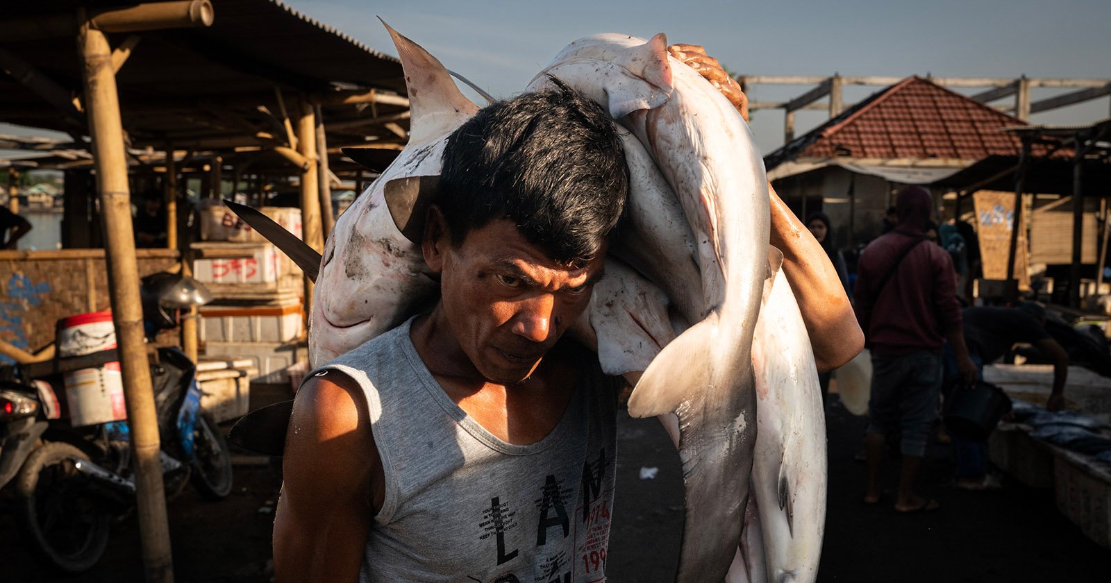 A man wearing a sleeveless shirt carries several large, freshly caught fish over his shoulders at an outdoor market, with stalls and people in the background.