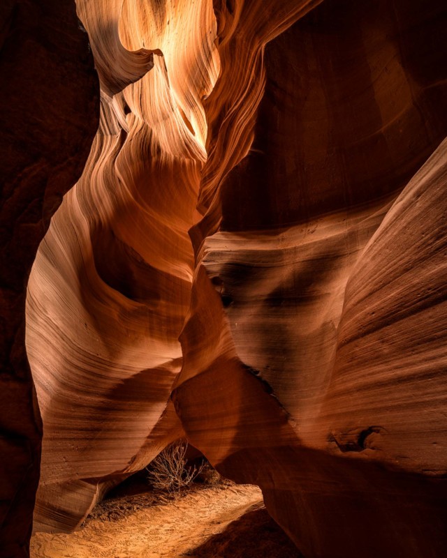 antelope2-640x800.jpg