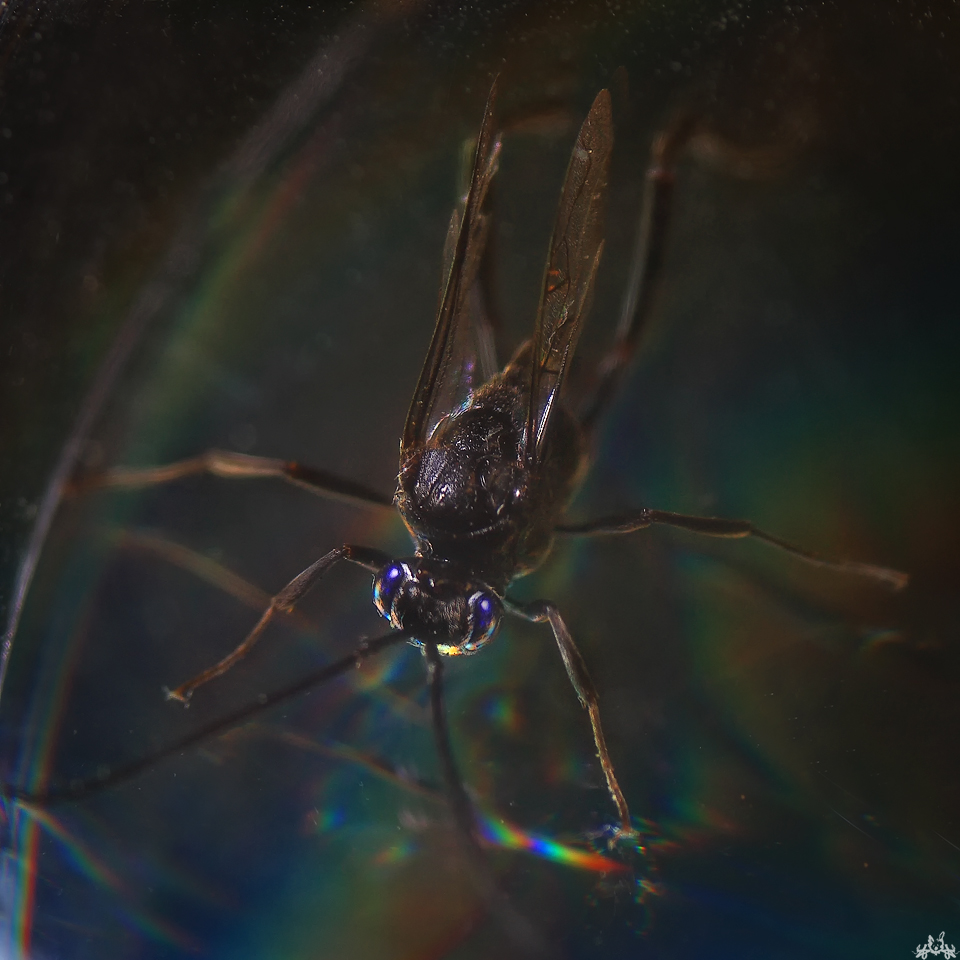 Blue_Eyed_Bug_by_Draken413o.jpg