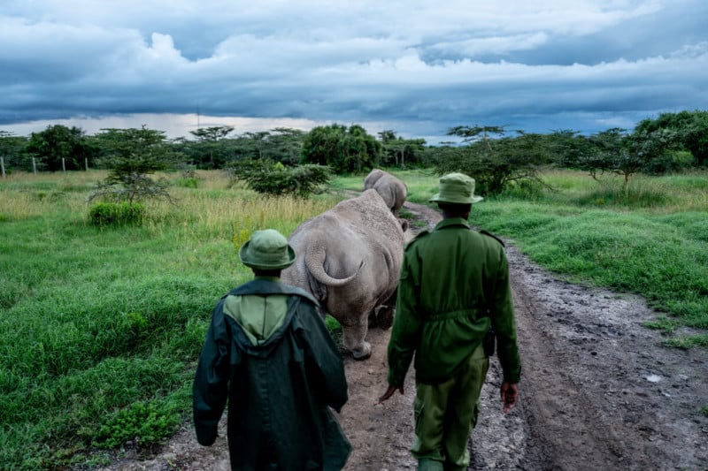 justin-mott-northern-white-rhino-3-800x533.jpg