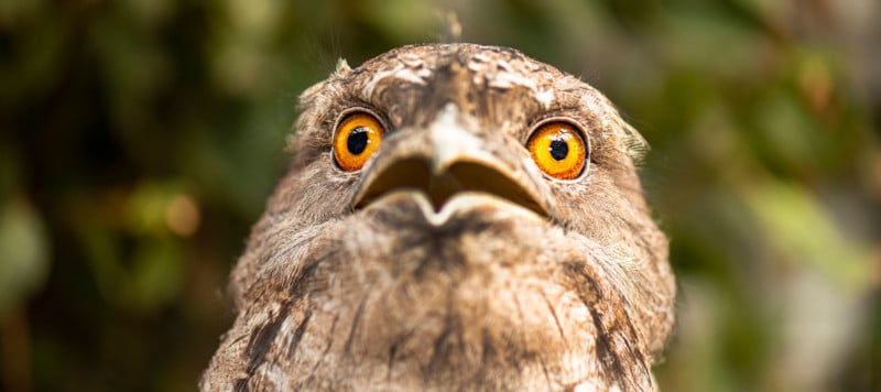 Tawny-Frogmouth-800x356.jpg