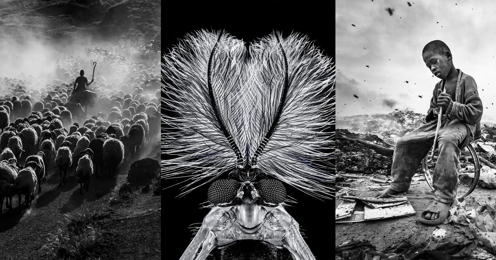 reFocus black and white photo contest