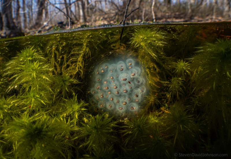 underwater-macro-photography-petapixel-19-800x552.jpg