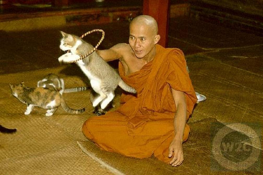 Cat%20Leaping%20Hoop%20Trained%20Monk.jpg