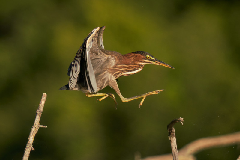 sigma-150-600-dg-dn-os-lens-sample-2-800x534.jpg