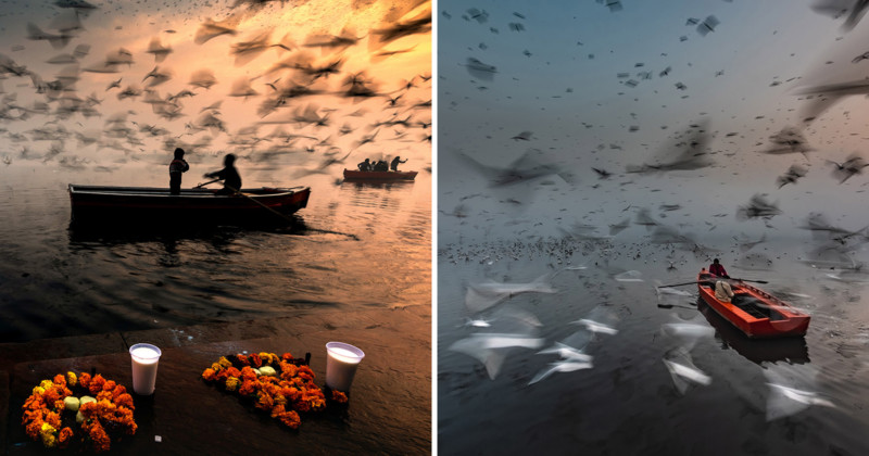 birds-800x420.jpg
