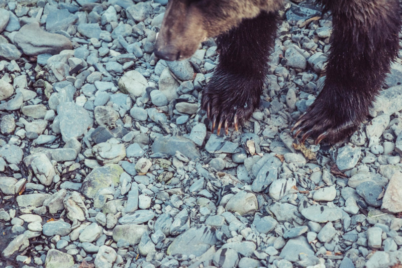 KodiakBrownBear-800x534.jpg