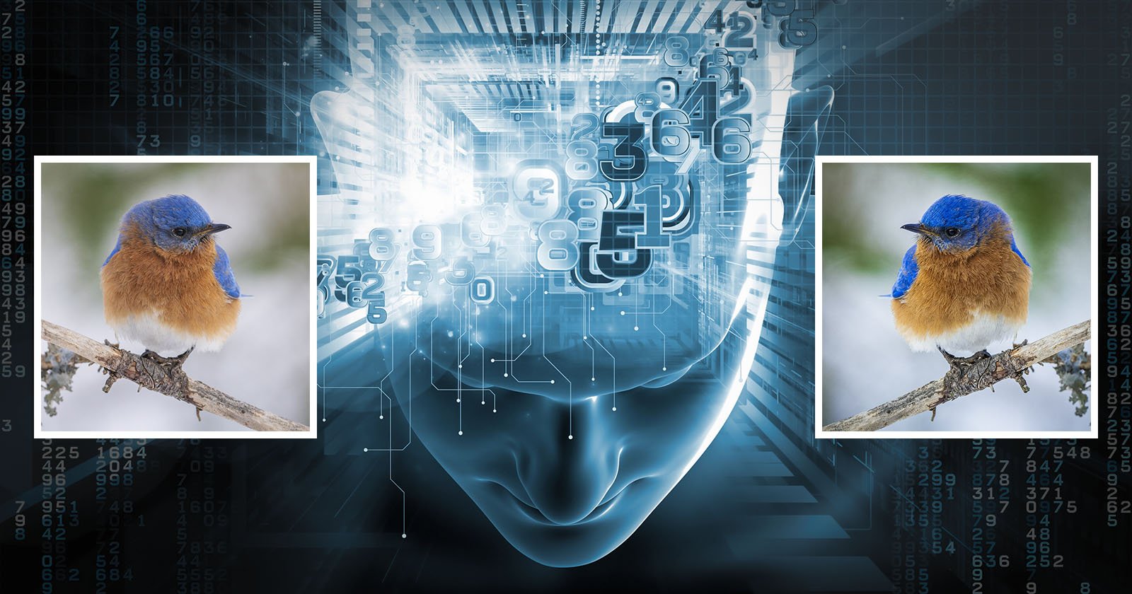 A digital illustration of a human head silhouette with glowing numbers and circuitry, flanked by two identical photos of a bluebird perched on a branch on either side.