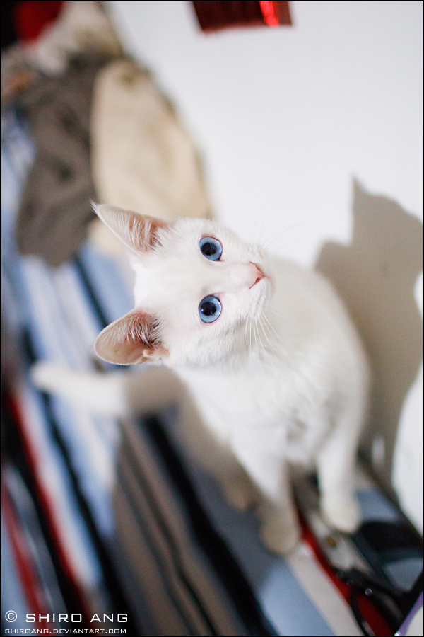 cats___90_by_shiroang-d4ulsmq.jpg
