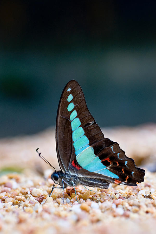 Common_Bluebottle_2_by_inckurei.jpg