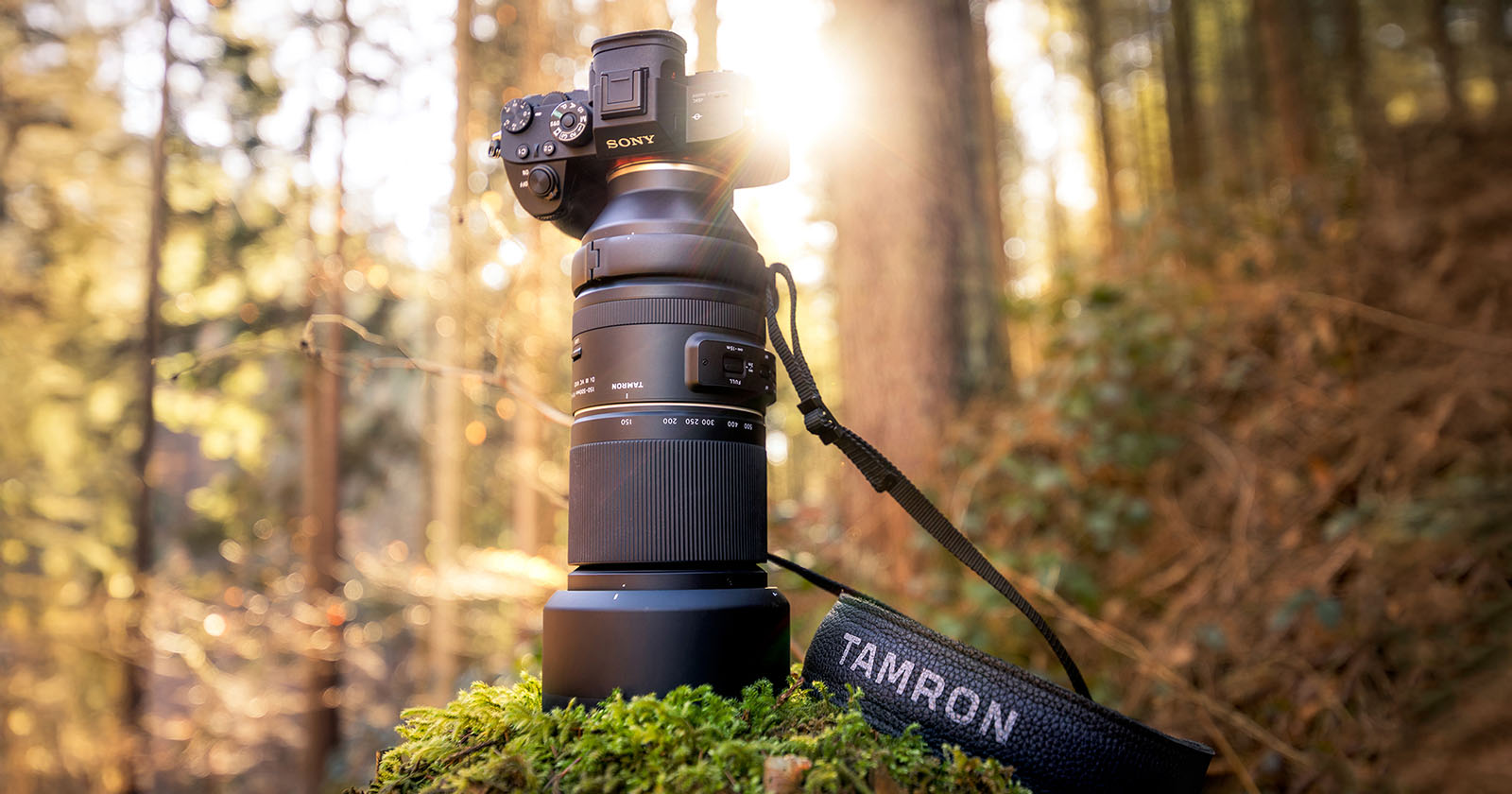 A camera with a large lens on a tripod is set up in a forest. Sunlight filters through the trees, casting a warm glow. The camera is branded with Sony, and the lens strap reads Tamron. Moss covers the base of the tripod.